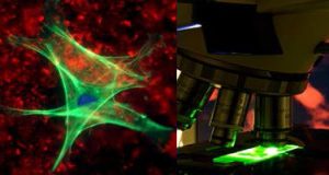 Fluorescence Filters
